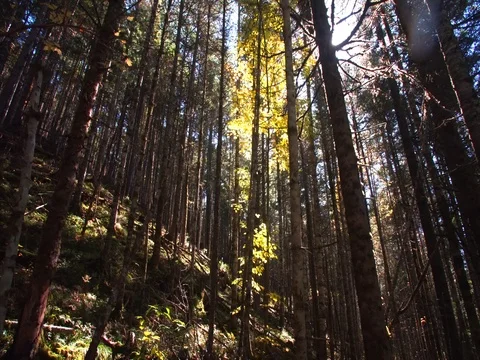 Slider shot: beautiful view of forest and sun beams seen through trees. Russia Stock Footage 85057962