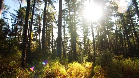 Slider shot: beautiful view of forest and sun beams seen through trees. Russia Stock Footage 85058227