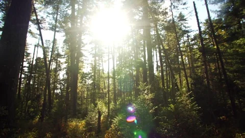 Slider shot: beautiful view of forest and sun beams seen through trees. Russia Stock Footage 85058228