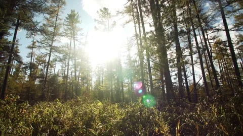 Slider shot: beautiful view of forest and sun beams seen through trees. Russia Stock Footage 85058331