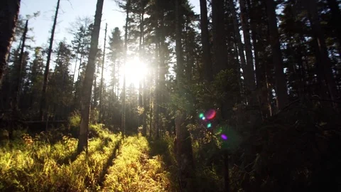 Slider shot: beautiful view of forest and sun beams seen through trees. Russia Stock Footage 85058404