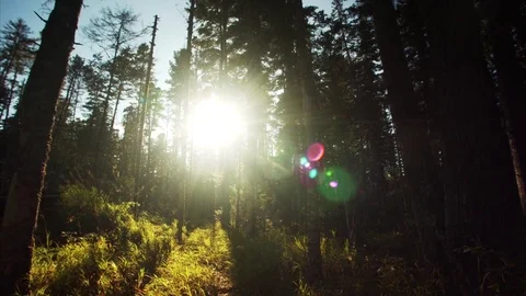 Slider shot: beautiful view of forest and sun beams seen through trees. Russia Stock Footage 85058405