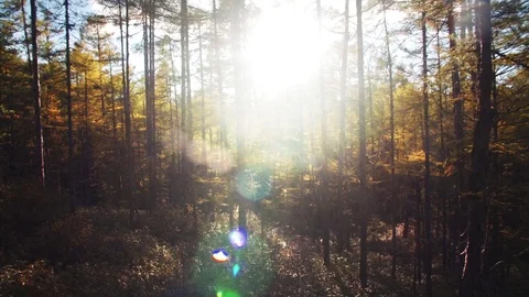 Slider shot: beautiful view of forest and sun beams seen through trees. Russia Stock Footage 85058498