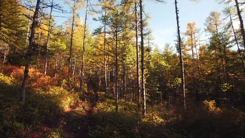 Slider shot: beautiful view of forest and sun beams seen through trees. Russia Stock Footage 85058524
