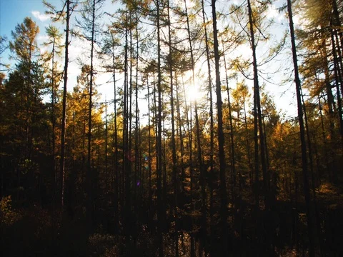 Slider shot: beautiful view of forest and sun beams seen through trees. Russia Stock Footage 85058541