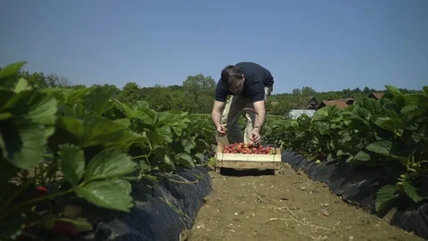 Slider shot between rows on plantation while male picker collecting strawberries Stock Footage 89862159