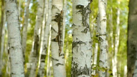 Slider shot of Birch Forest Stock Footage 234792938