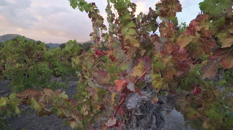Slider shot both directions of sunset over vineyards 스톡 동영상 56662347
