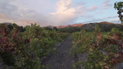 Slider shot both directions of vineyard at sunset Stock Footage