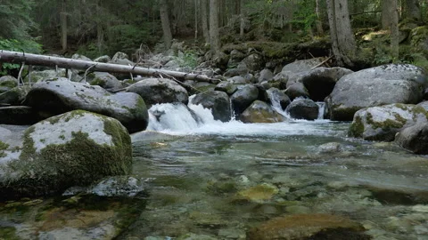 Slider Shot of Clear Mountain River Rapids in Evergreen Forest Vidéo 345671152