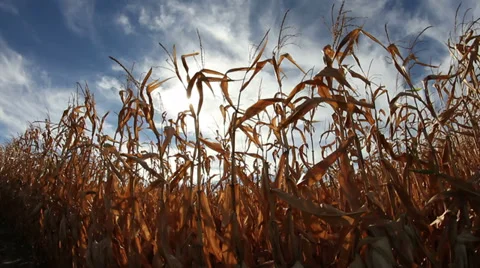 Slider shot of corn with sun shining through making star pattern Stock Footage 29947121