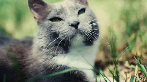 Slider shot of curious cat in the grass Stock Footage 83234146