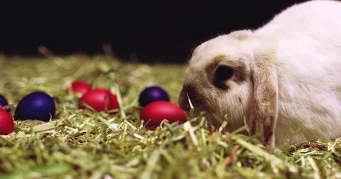 Slider shot of Easter bunny chewing on carrots Video stock 83873047