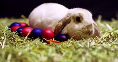 Slider shot of Easter bunny with colorful eggs Stock Footage 83873048