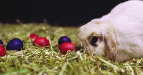 Slider shot of Easter bunny with scattered color eggs Video stock 83873109