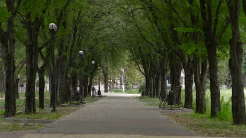 Slider Shot of an empty beautiful green alley with large trees in a park - 4K Vídeos de archivo 161329145