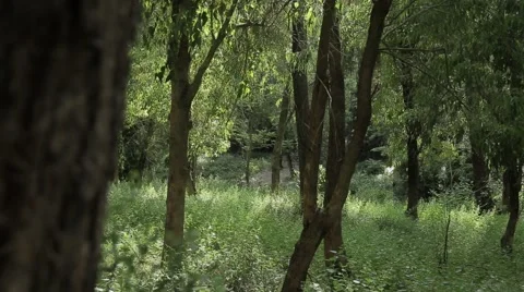 A slider shot of a forest of eucalyptus trees Stock Footage 43856821