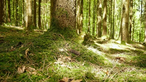 Slider-shot Forest in Spring / Summer 動画素材 129386949