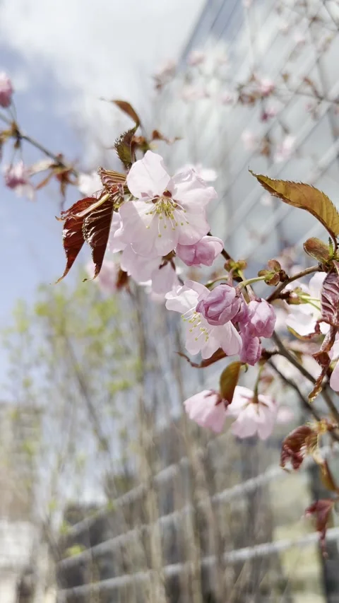 Slider shot from fresh cherry blossoms to a clear blue sky Stock Footage 333077363