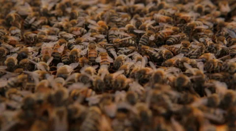 Slider shot of honeybees inside a bee hive Stock Footage 44946488