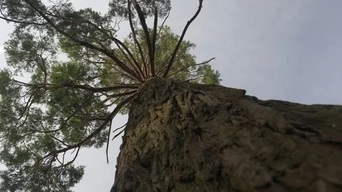 Slider shot of a large tree from below, with a bird flying by. 動画素材 77855470