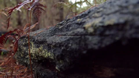 Slider shot of log in pine forest Stock Footage 148468671