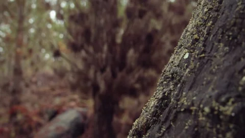 Slider shot of mossy tree in pine forest Stock Footage 148468717
