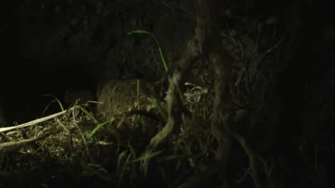 Slider shot of mouse inside underground burrow Stock Footage 309518058