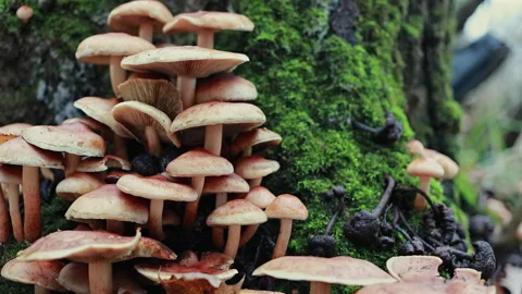 A Slider Shot Moves From Right To Left, Revealing A Dense Colony Of Wild Mushroo Stock Footage 321457595