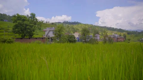 Slider shot Paddy farm Stock Footage 201840676