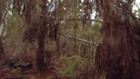 Slider shot in pine forest Video stock 148468503