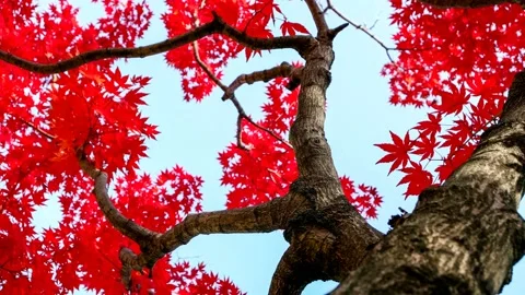 Slider shot in the red maple tree. 库存影片 122904889