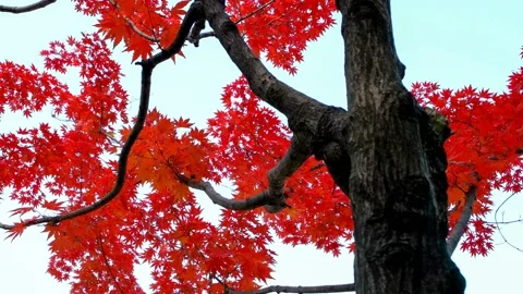 Slider shot in the red maple tree. 库存影片 122904928