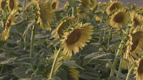 Slider Shot Ripe New Crop in Sunflower Field Stock Footage 252153782