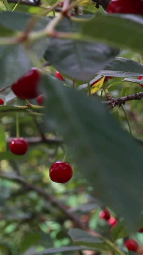 Slider shot of ripening cherries on leafy tree branch in summer. Vertical 스톡 동영상 331851202