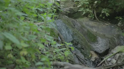 A slider shot of a small water stream in a forest Stock Footage 43858304