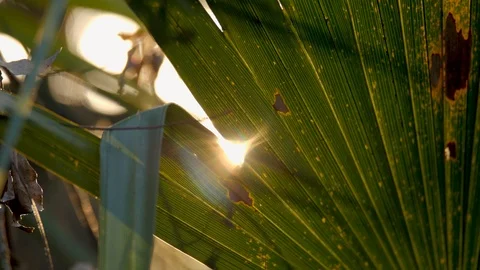 Slider shot of sun moving through understory of a Florida forest. Sun Stock Footage 93700991