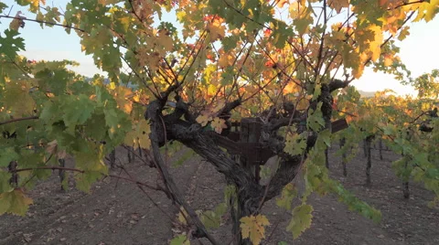 Slider shot of sunlit grape vines, no sunstar 스톡 동영상 56684837