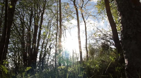 Slider shot in a sunny springtime forest Stock Footage 53253960
