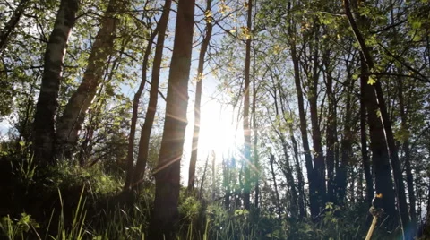 Slider shot in a sunny springtime forest Stock Footage 53254156