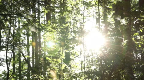 Slider shot in a sunny springtime forest Stock Footage 54159584