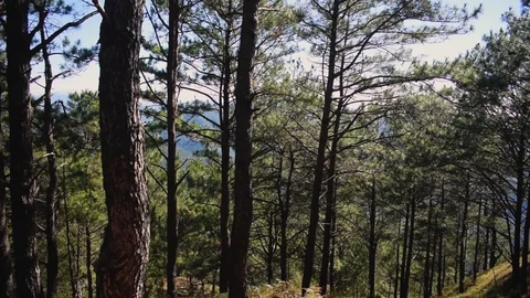 Slider shot of tall pine trees during the day Stock Footage 102246094