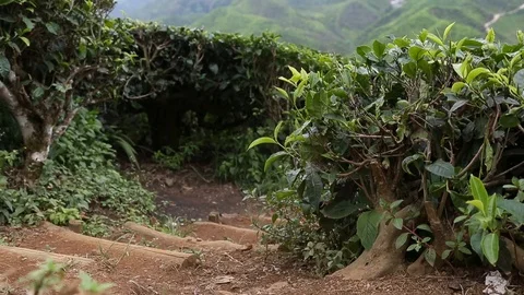 Slider shot in tea field Vídeos de archivo 99754613
