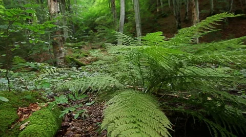 Slider shot  through Ferns tracking, dolly shot in the green forest Stock Footage 60742269