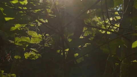 Slider Shot Through the Trees During Sunset Stock Footage 138715924