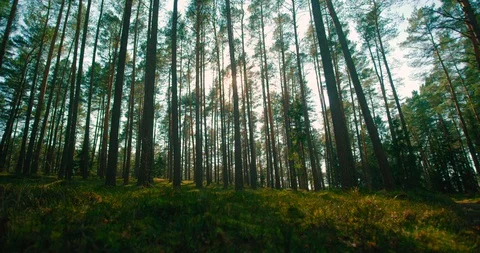 Slider Shot Of A Tree With Beautiful Sun Light In Forest Stock Footage 128322811