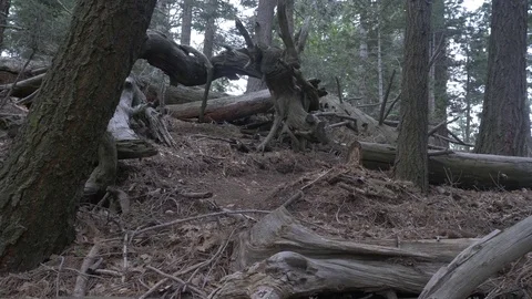 Slider shot of trees and ground cover in a dense forest 動画素材 77529136