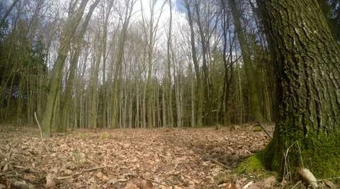 Slider shot of the trees in the forest Stock Footage 49093098