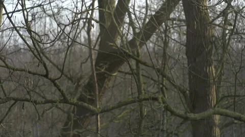 Slider shot of trees moving in the wind in wintertime Stock Footage 34525903