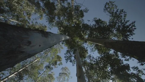 Slider shot of treetops Stock Footage 102784280